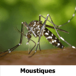 Moustiques