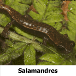 Salamandres