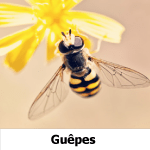 guêpes
