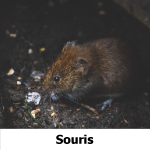 souris