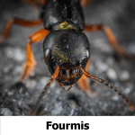 fourmis