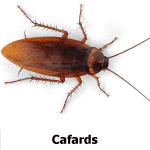 cafards